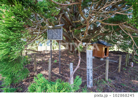 「山形県」トトロの木の根元に祀られている山神様 102868245