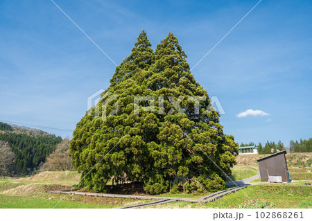 「山形県」青空とトトロの木 「山形県」青空とトトロの木 102868261