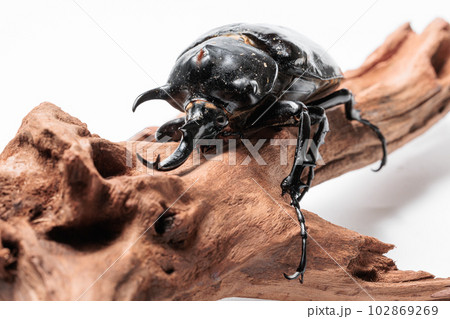 マルスゾウカブト 102869269