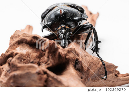 マルスゾウカブト 102869270