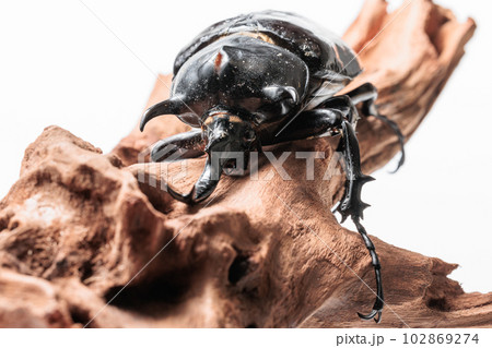 マルスゾウカブト マルスゾウカブト 102869274