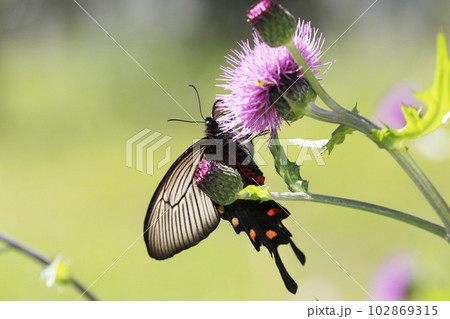 ノアザミの花に吸蜜するジャコウアゲハ♂ 102869315