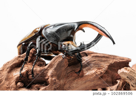 ヘラクレス・セプテントリオナリス ヘラクレス・セプテントリオナリス 102869506