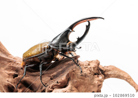 ヘラクレス・セプテントリオナリス 102869510