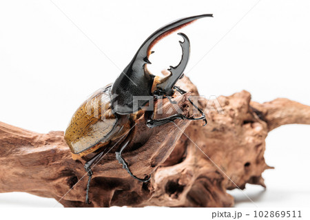 ヘラクレス・セプテントリオナリス ヘラクレス・セプテントリオナリス 102869511