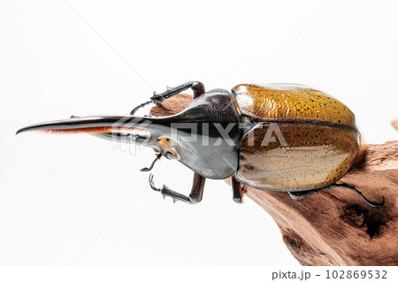 ヘラクレス・セプテントリオナリス ヘラクレス・セプテントリオナリス 102869532