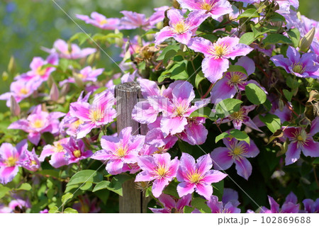 クレマチスの花 ピール クレマチスの花 ピール 102869688