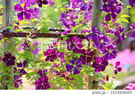 クレマチスの花 エトワールバイオレット クレマチスの花 エトワールバイオレット 102869689
