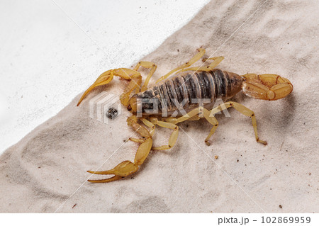 デザートヘアリースコーピオン 102869959