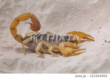 デザートヘアリースコーピオン 102869968