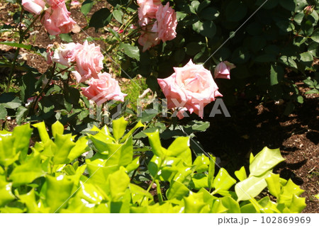世田谷運動場の花壇を歩いた 102869969