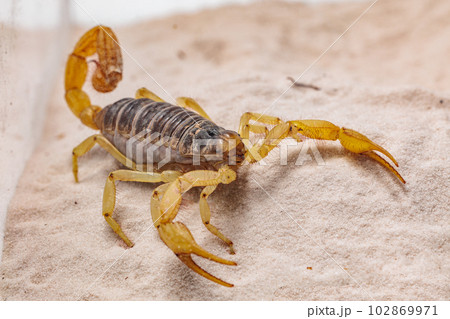 デザートヘアリースコーピオン デザートヘアリースコーピオン 102869971