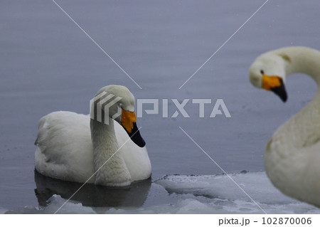 北海道の白鳥 北海道の白鳥 102870006