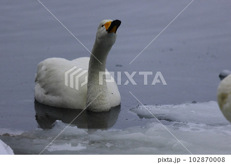 北海道の白鳥 102870008