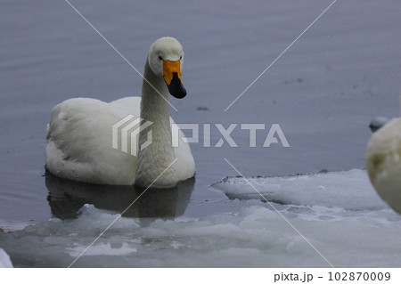北海道の白鳥 北海道の白鳥 102870009