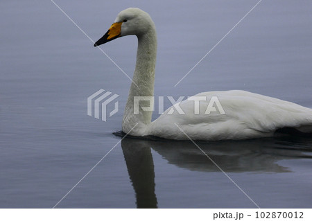 北海道の白鳥 102870012