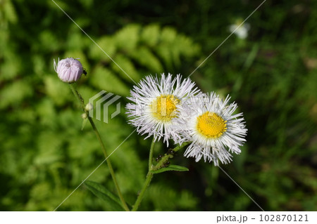 晴れた初夏の朝のハルジオンの白い花 晴れた初夏の朝のハルジオンの白い花 102870121