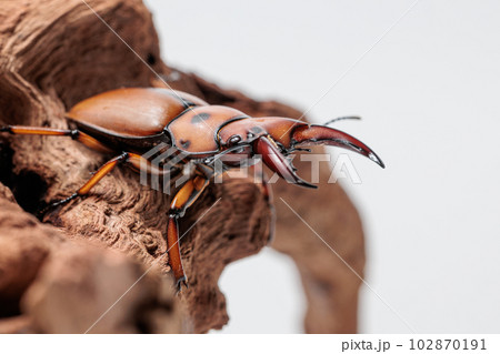 グラディアトール・メンガタクワガタ 102870191