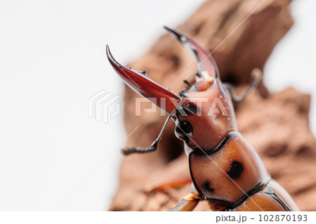 グラディアトール・メンガタクワガタ 102870193