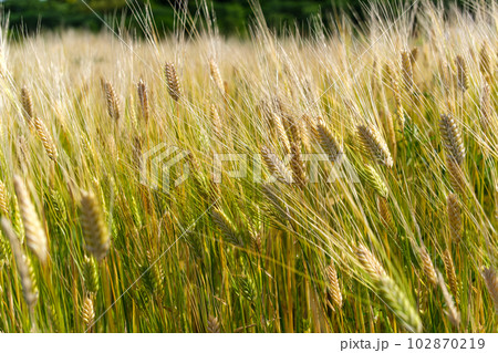 揺れる穂 102870219