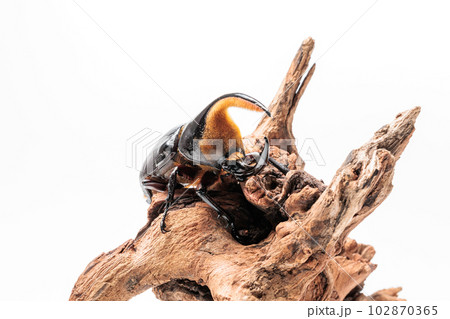 サタンオオカブト 102870365