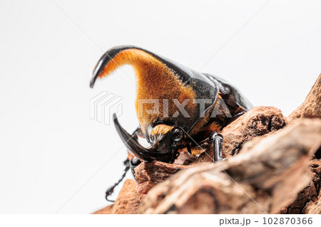 サタンオオカブト 102870366