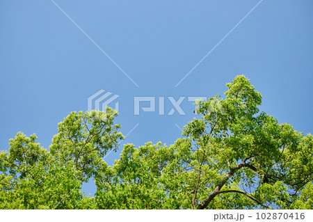 初夏の新緑の森の風景 初夏の新緑の森の風景 102870416