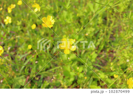 春の草花 黄色い花 春の草花 黄色い花 102870499