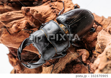 ホペイオオクワガタ 102870905
