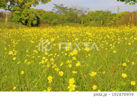 春の草花 黄色い花 木 空 春の草花 黄色い花 木 空 102870959