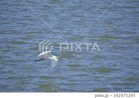 湖の上を飛ぶダイサギ 湖の上を飛ぶダイサギ 102871265