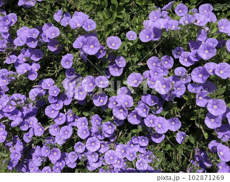 コンボルブルス(セイヨウヒルガオ)ブルーカーペット コンボルブルス(セイヨウヒルガオ)ブルーカーペット 102871269