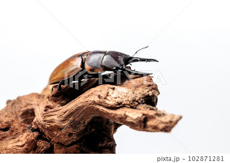 トラグルス・ノコギリクワガタ トラグルス・ノコギリクワガタ 102871281