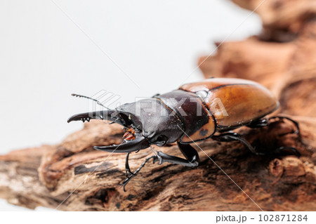 トラグルス・ノコギリクワガタ 102871284