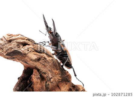 トラグルス・ノコギリクワガタ 102871285