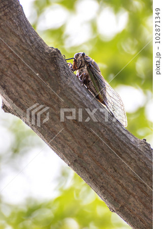 セミの写真素材　夏のイメージ 102871349