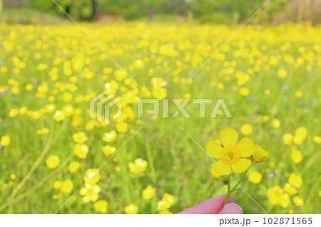 春の草花 黄色い花 指 春の草花 黄色い花 指 102871565