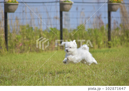 芝生を走る犬（マルチーズ）の写真素材 [102871647] - PIXTA
