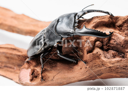 パラワンオオヒラタクワガタ 102871887