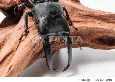 パラワンオオヒラタクワガタ 102871890