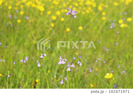 春の草花 紫色の花 黄色い花 春の草花 紫色の花 黄色い花 102871971