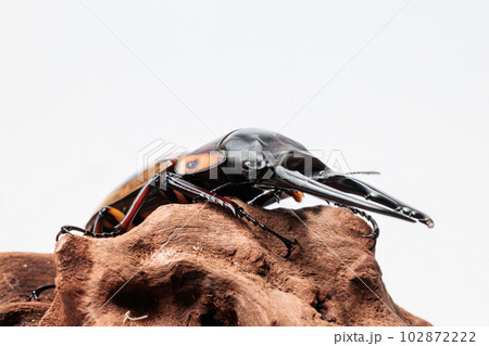 ファブリースノコギリクワガタ ファブリースノコギリクワガタ 102872222