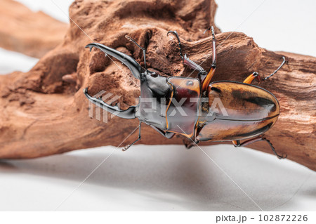 ファブリースノコギリクワガタ ファブリースノコギリクワガタ 102872226