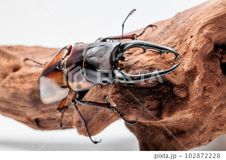 ファブリースノコギリクワガタ ファブリースノコギリクワガタ 102872228