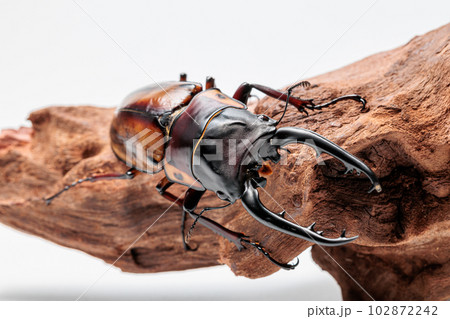 ファブリースノコギリクワガタ ファブリースノコギリクワガタ 102872242