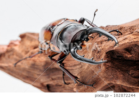 ファブリースノコギリクワガタ 102872244