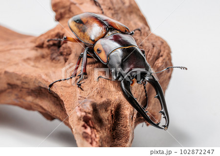 ファブリースノコギリクワガタ ファブリースノコギリクワガタ 102872247