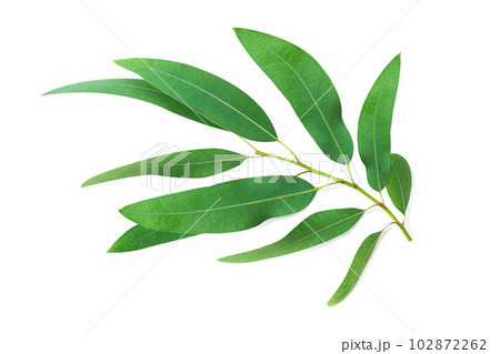Branch and leaves eucalyptus on white background 102872262