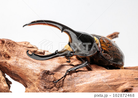 ヘラクレス・リッキー ヘラクレス・リッキー 102872468