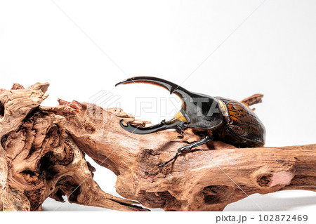 ヘラクレス・リッキー ヘラクレス・リッキー 102872469